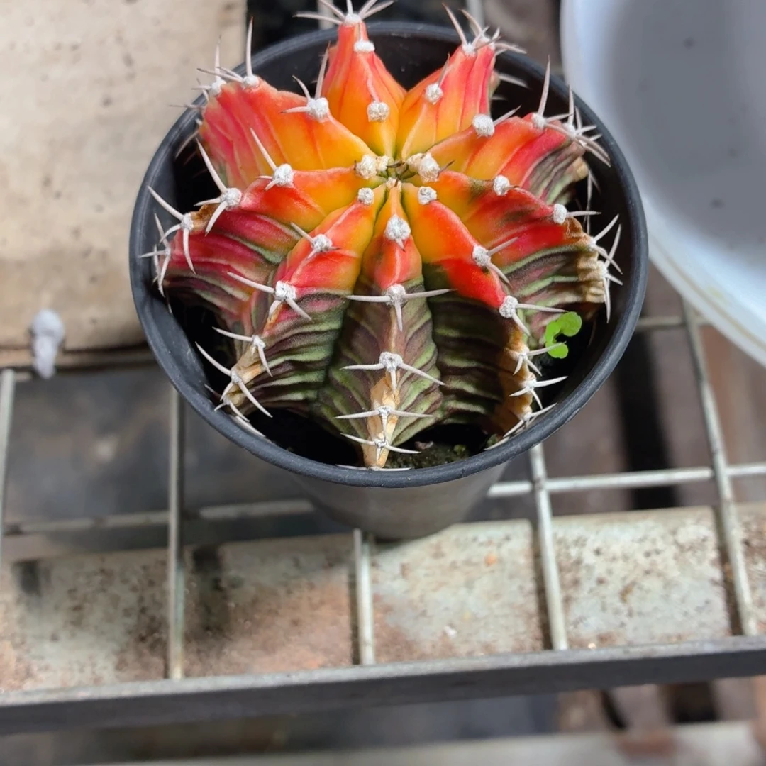 黄色一物一拍肋骨牡丹锦
