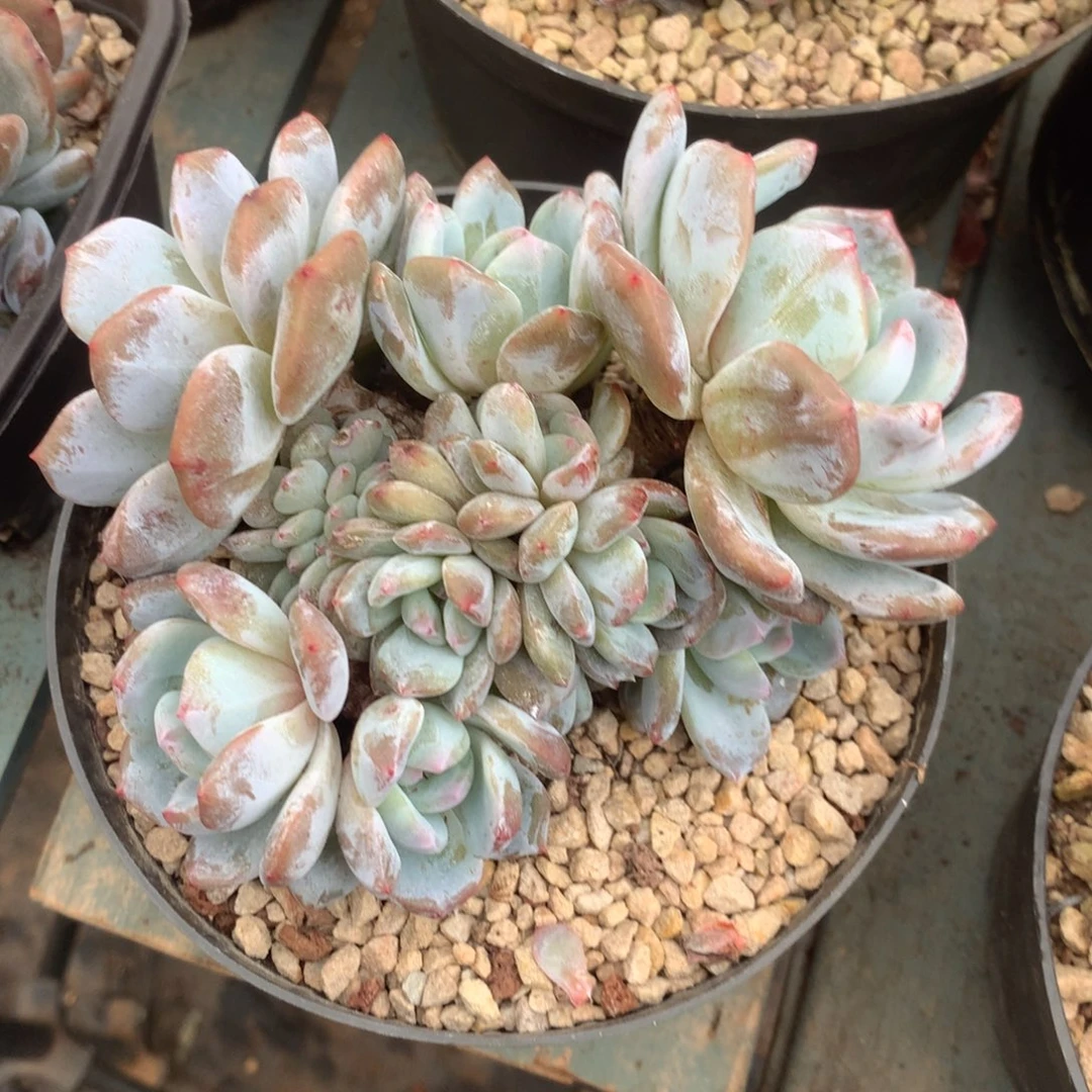 无花朵哈哈哈哈哈哈哈哈33