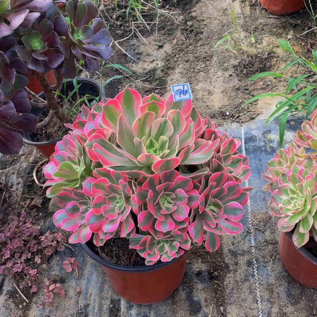 76鲜花老桩鲜花老桩