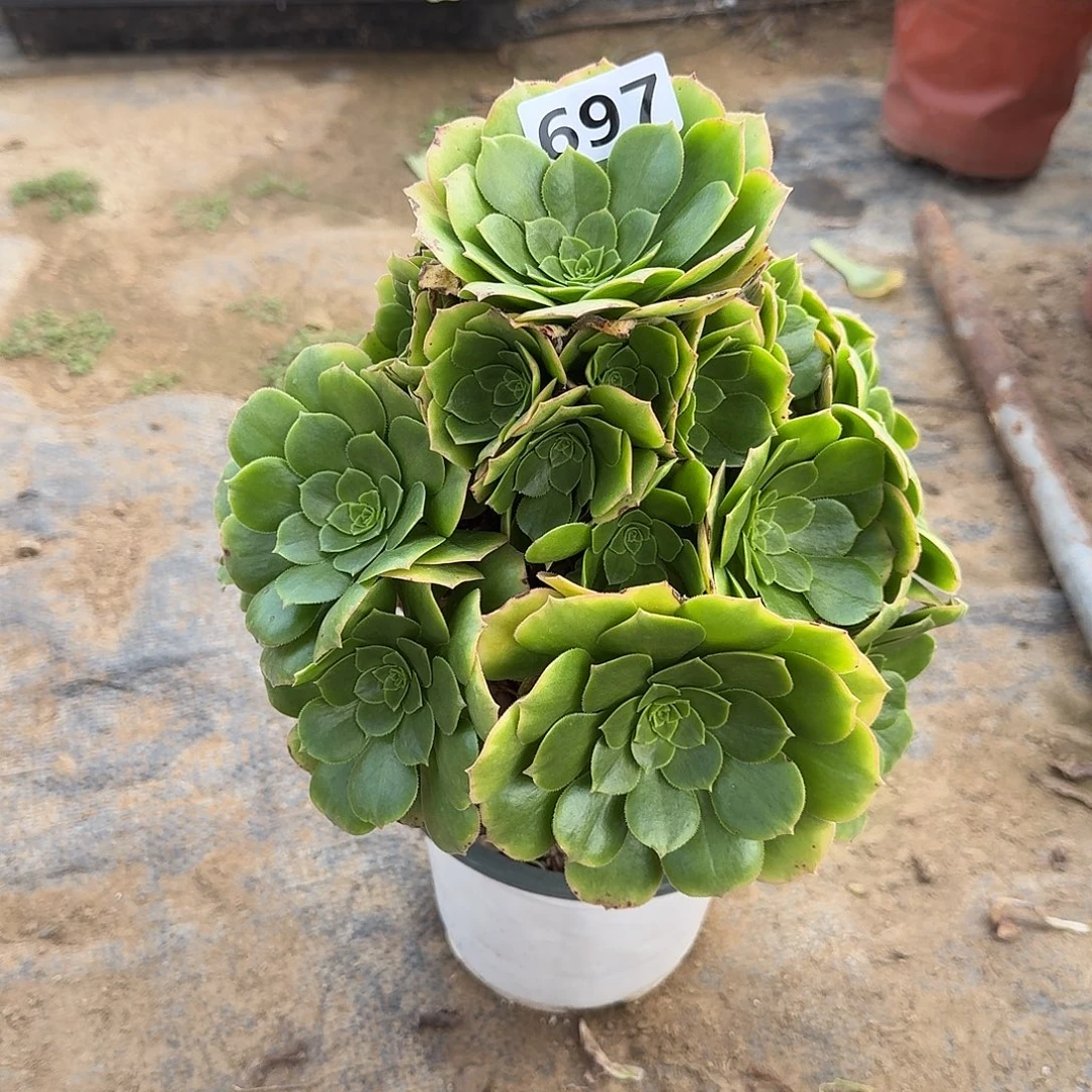 有断枝特价绿羊绒697