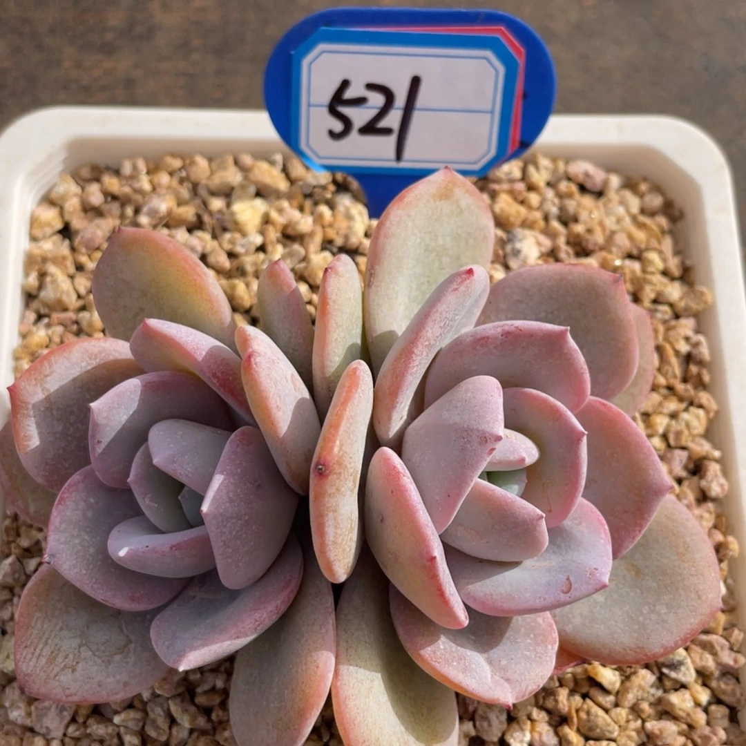 5****福姐姐说她真的有男朋友