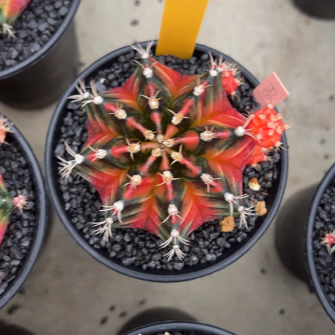 L728-1023泰国发货 生来如此