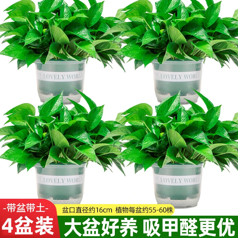 暖卉绿萝盆栽室内植物花卉绿植盆景长藤垂吊大叶绿箩新房吸除甲醛