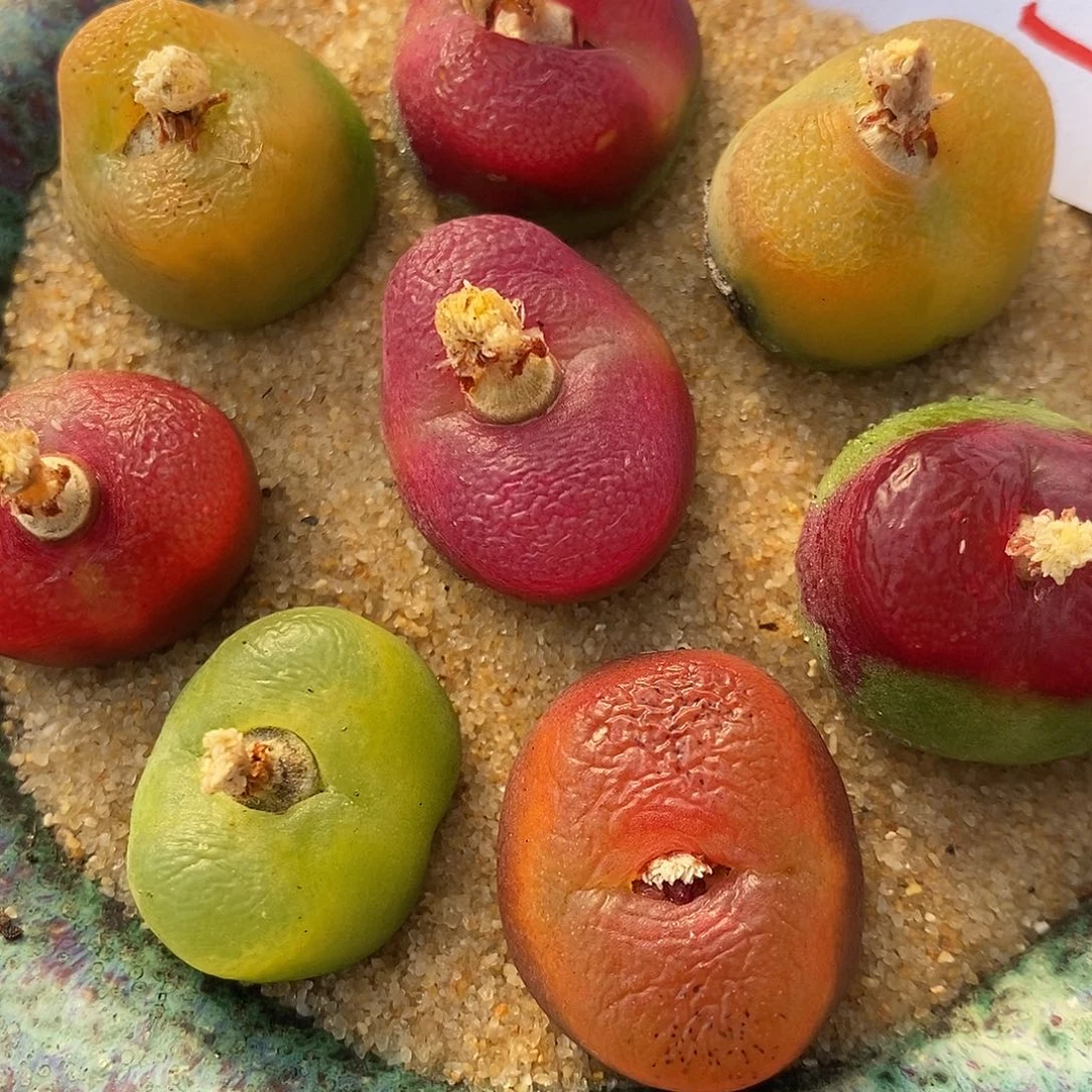 1660彩蟠桃一组。