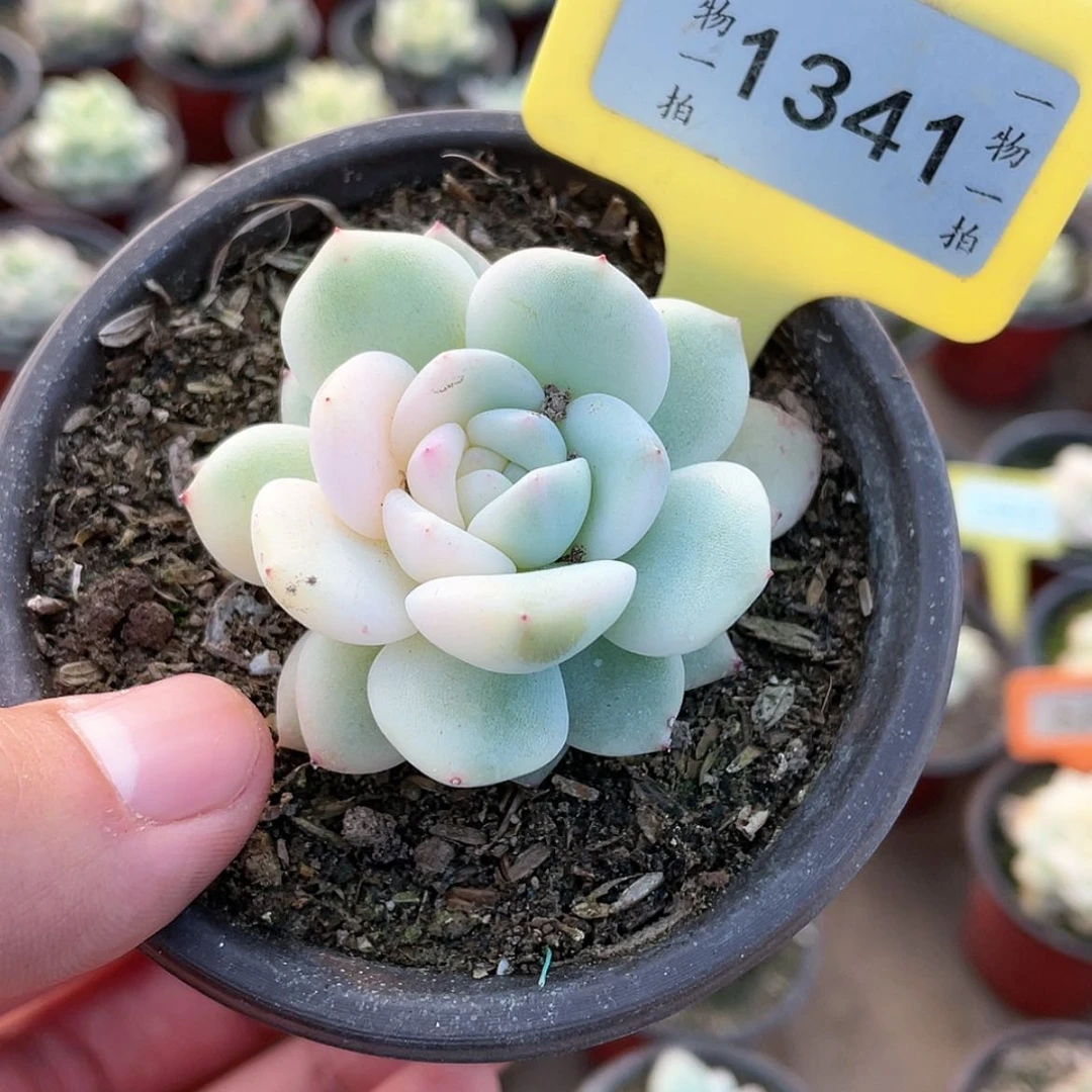 【闪购商品】1341号