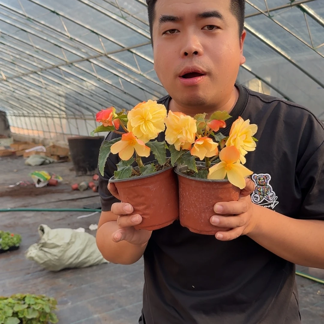 当前无花栽培后可以开花福利2盆白桃，不拍保温冻死不售后