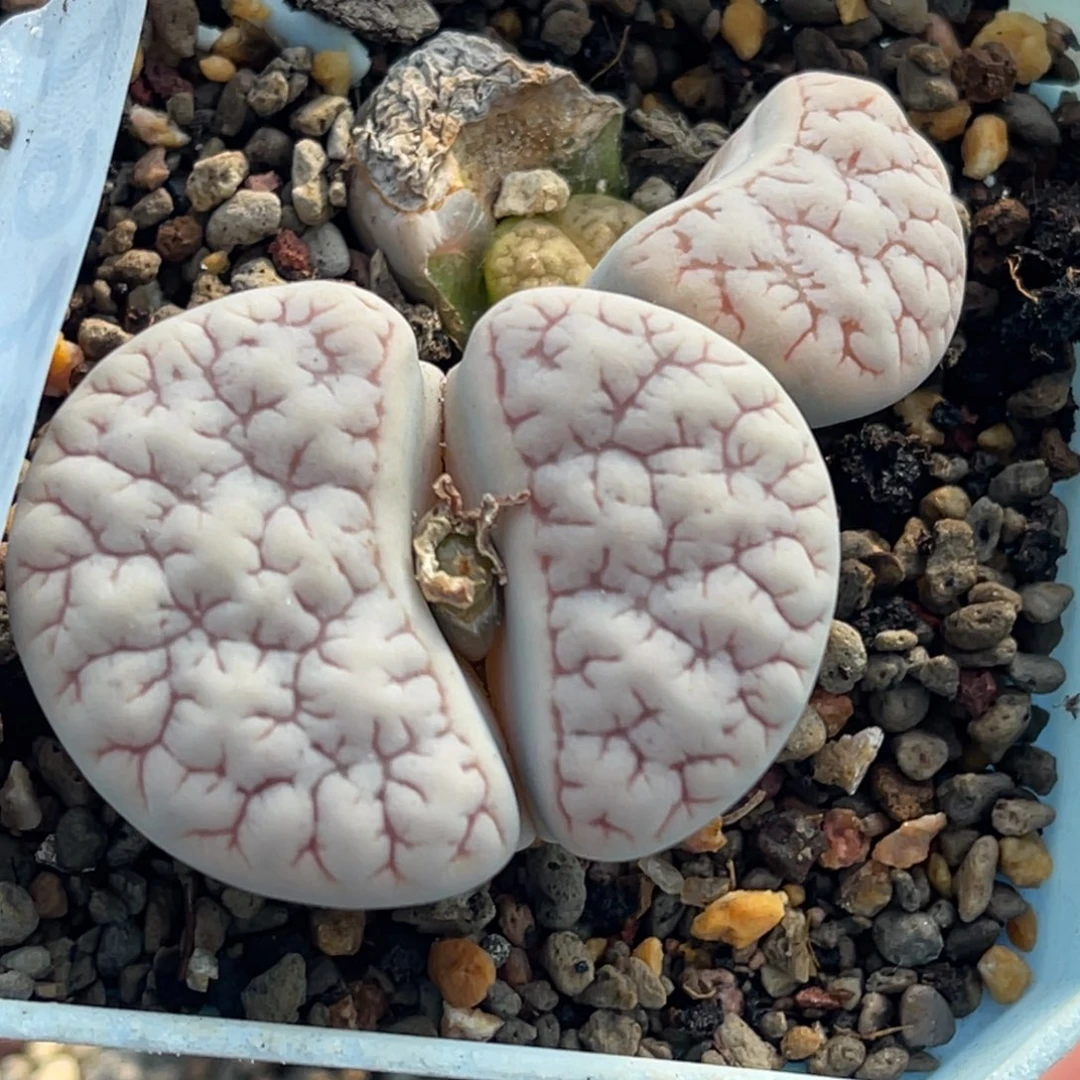 3767双头睫毛189一颗