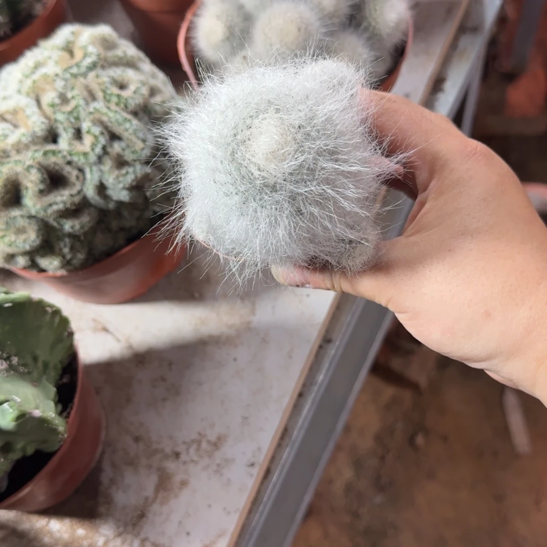 皮****可口可乐了可口可乐了