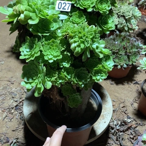 柳***絮027两颗缀化多肉植物