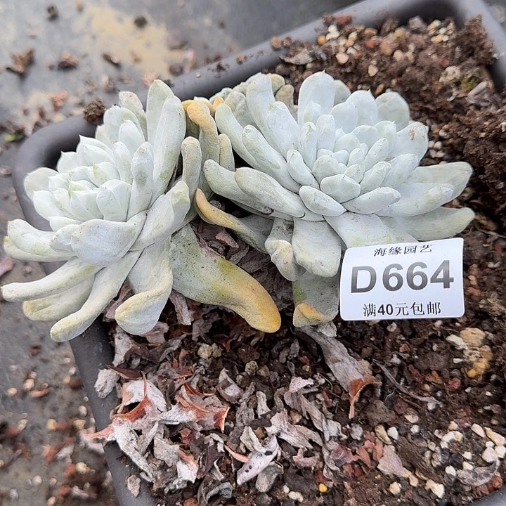 ?****?拇指仙女杯多肉植物
