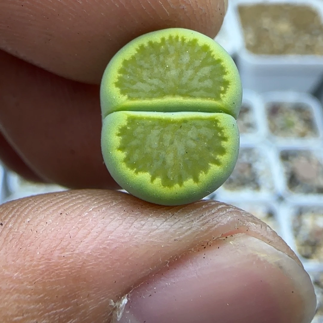 261 生石花大棚直播