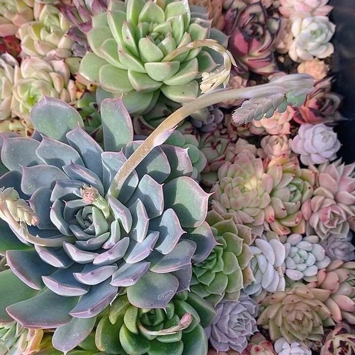 58 多肉植物盆栽花卉植物