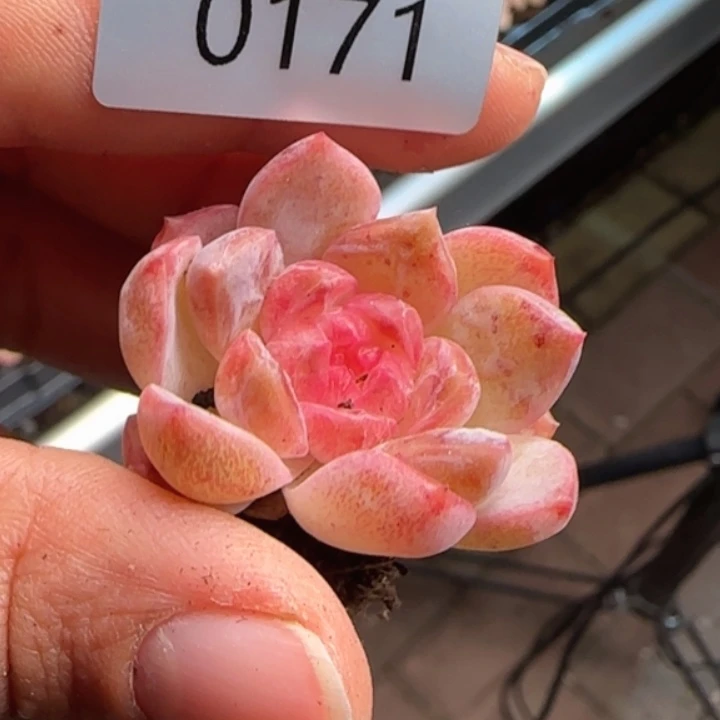 171号  梦幻泡影