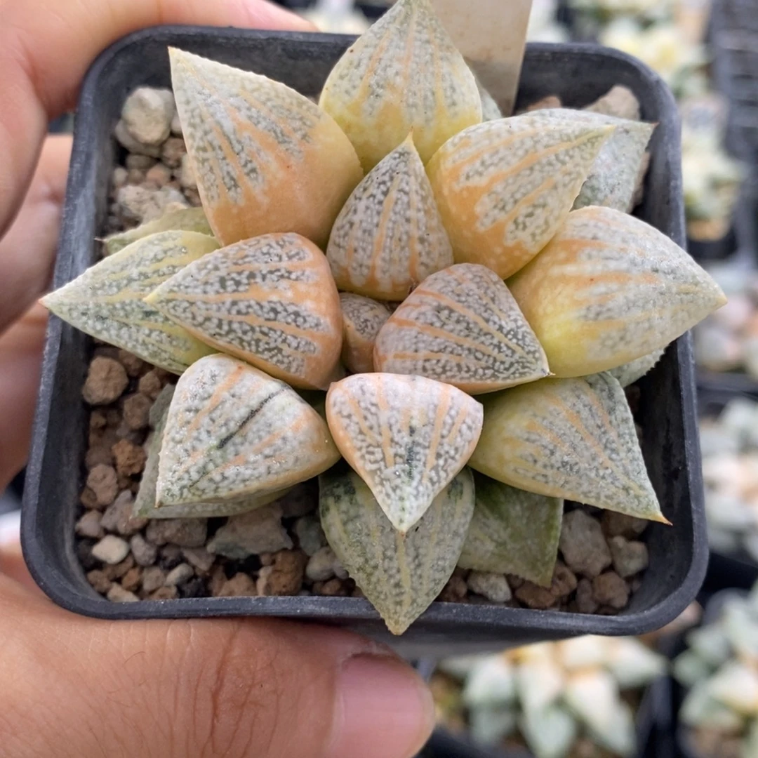 100号实生糊斑白银锦带盆