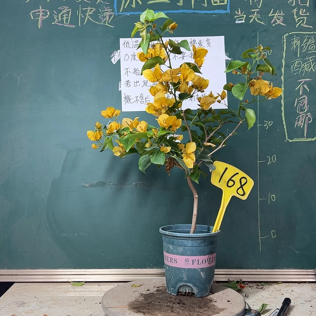 完全开放柠檬黄168