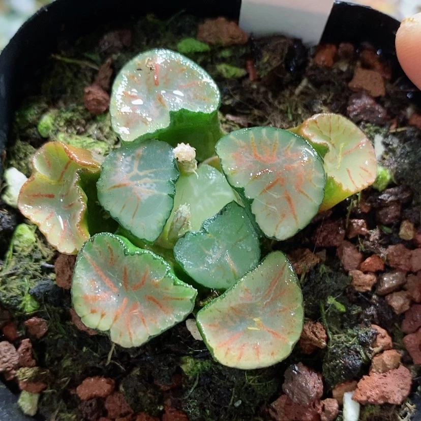 【闪购商品】105红纹