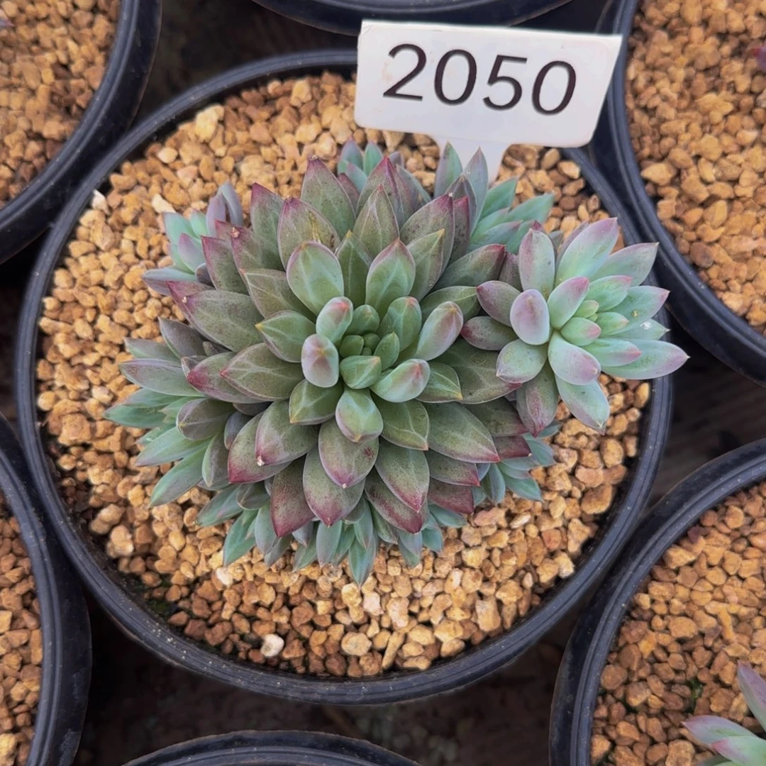 车厘子捧花2050号111