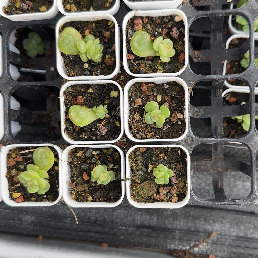 舒月中盆一个满25包邮