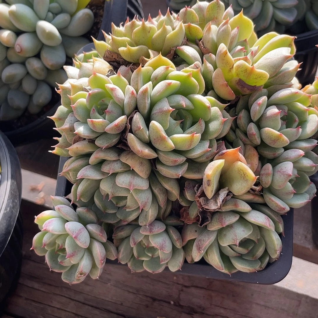 本吧群生多肉植物309