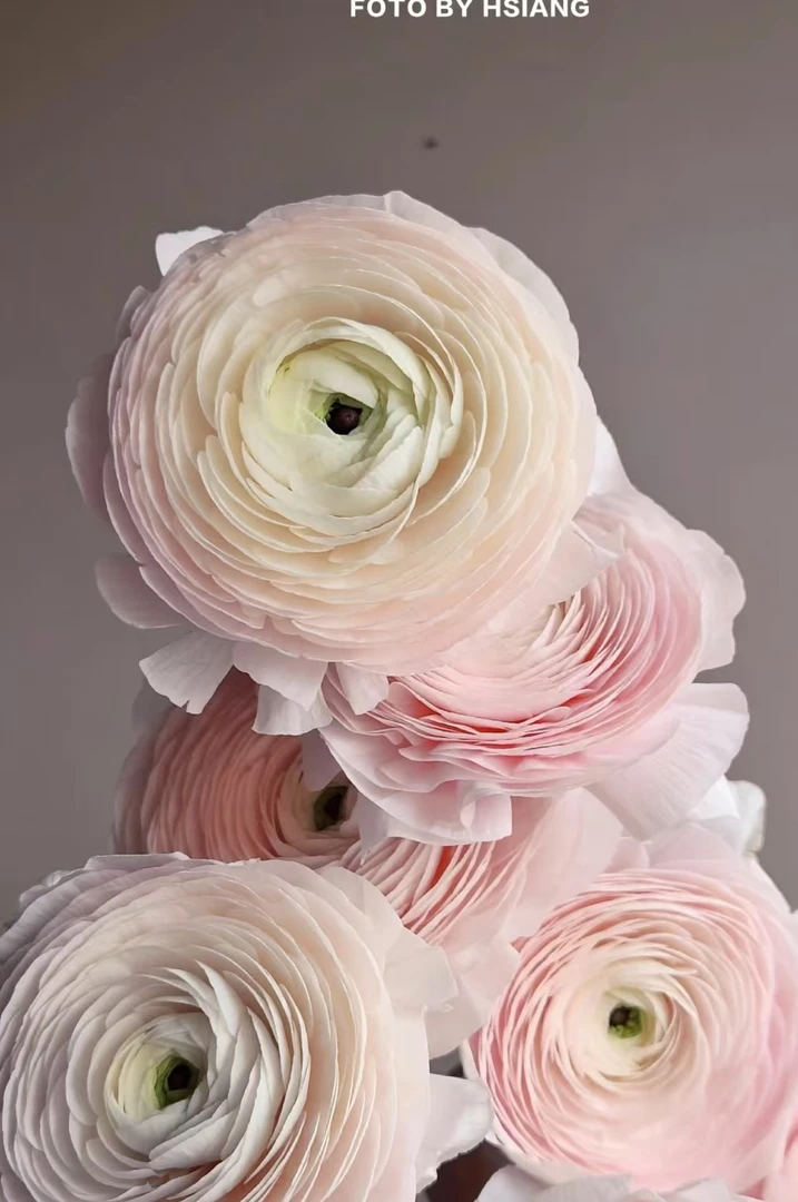 【轶11】河内洋牡丹 富贵花 花期长 收到花带包装醒花（20%不售后）