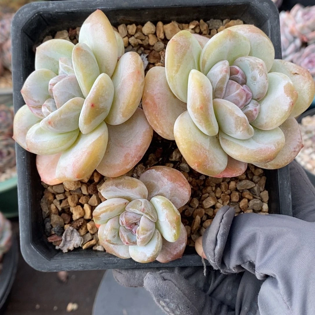 脸朝上 黄底 紫心