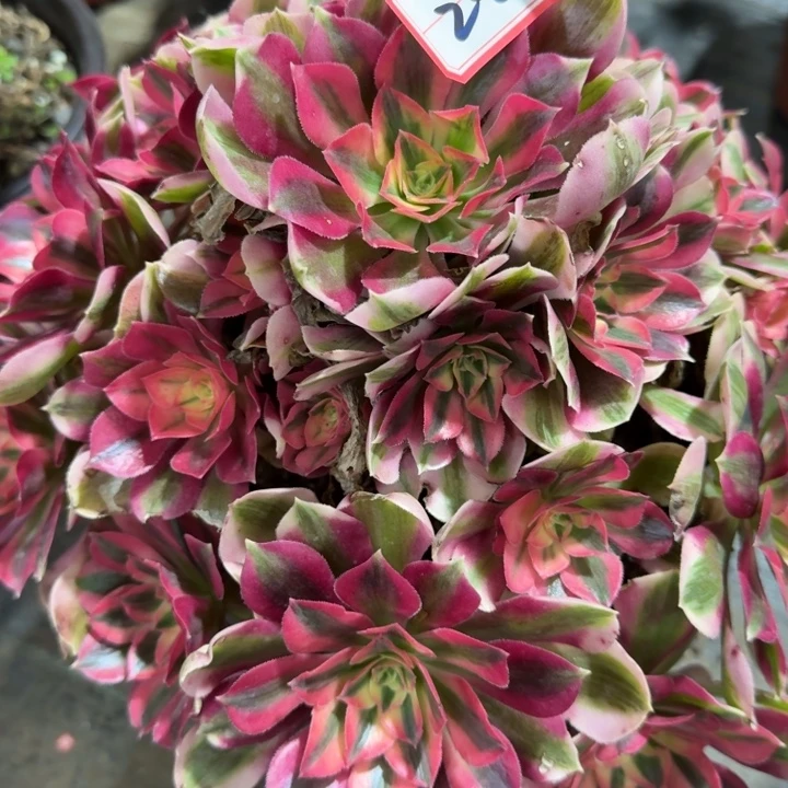 224分女巫法师多肉植物