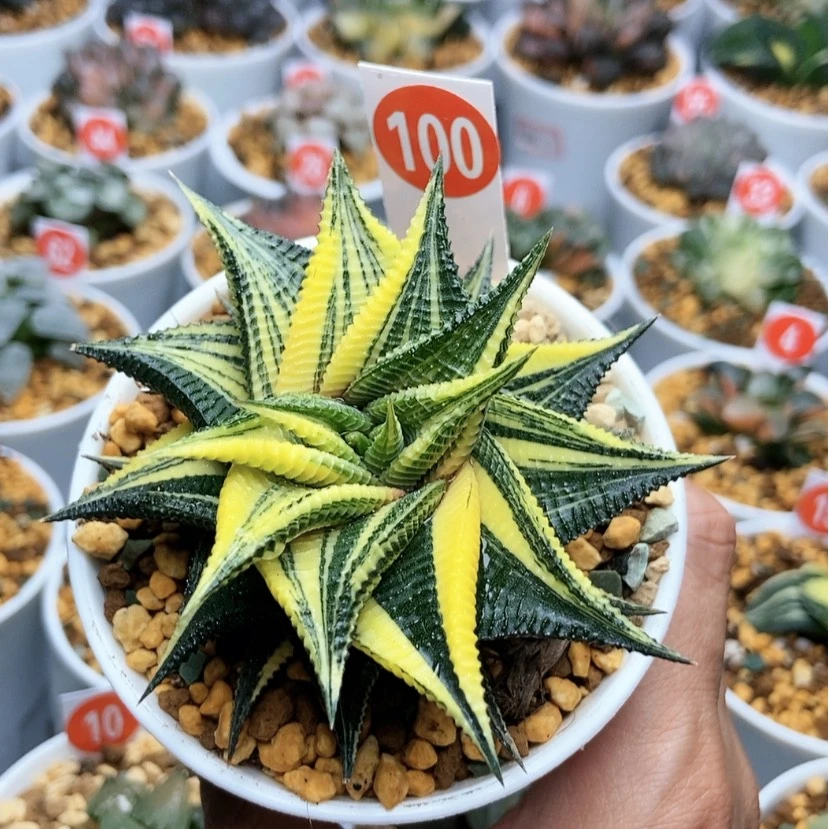 【闪购商品】100琉璃殿锦
