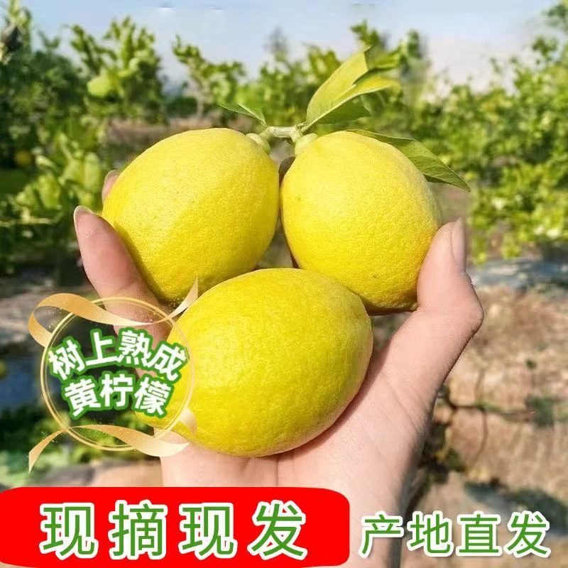 鲜果广东香水柠檬黄柠檬新鲜柠檬无籽直发黄柠檬奶茶店非安岳批发