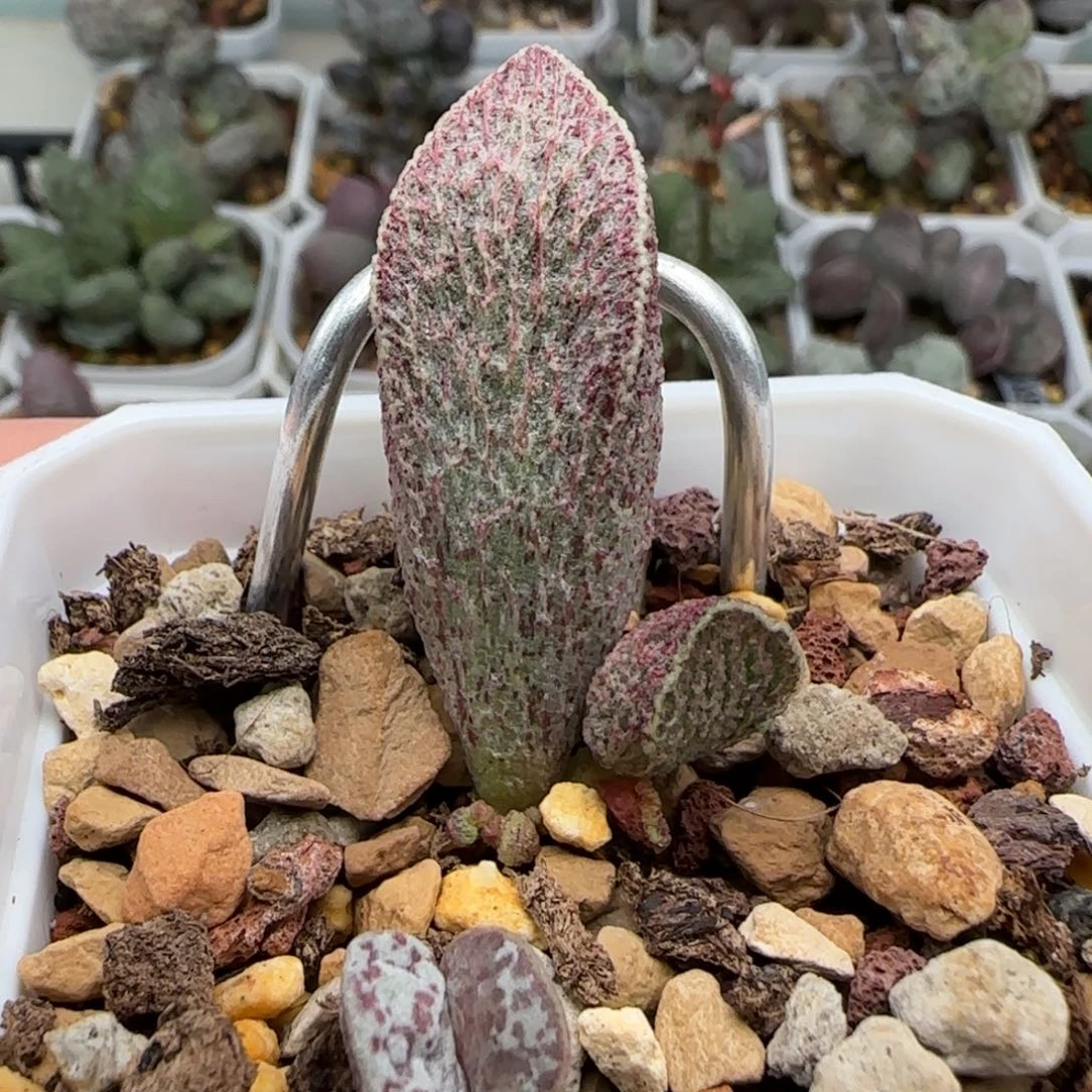 朱雀水泡多肉植物