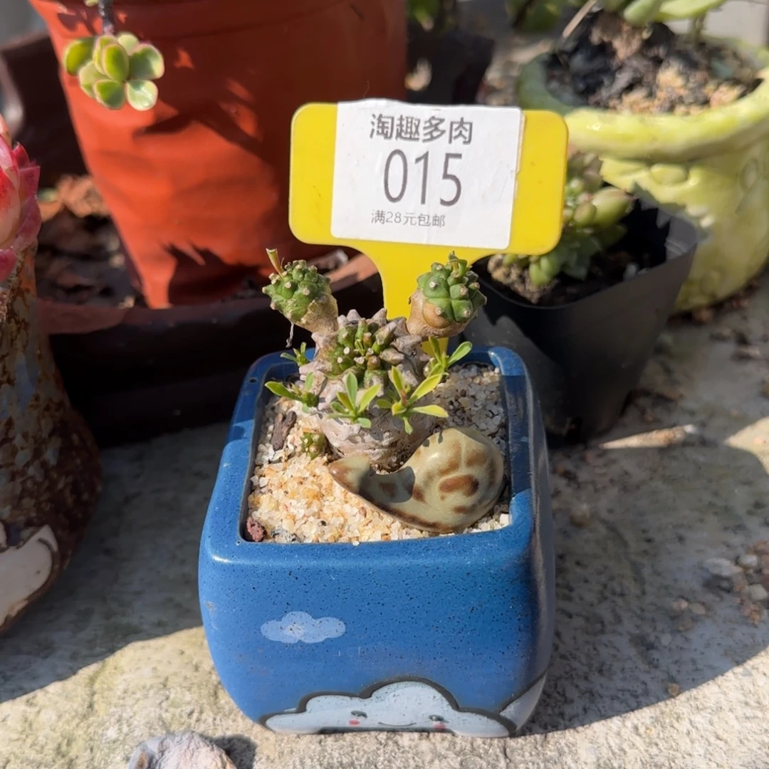 两***丘多肉植物峨眉山带小蜗牛带绷带土