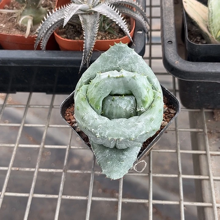草****我也不知道我为什么要