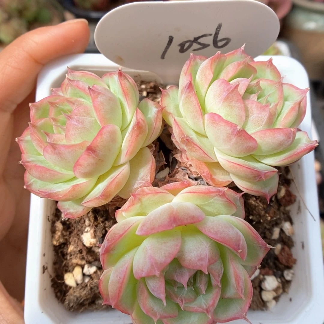 蔷薇珍妮群生1056号