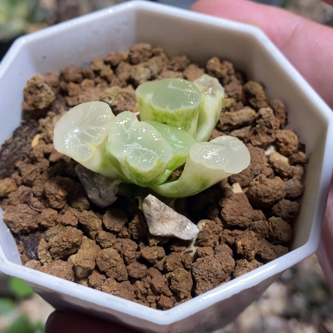 一颗万象锦 开播福利