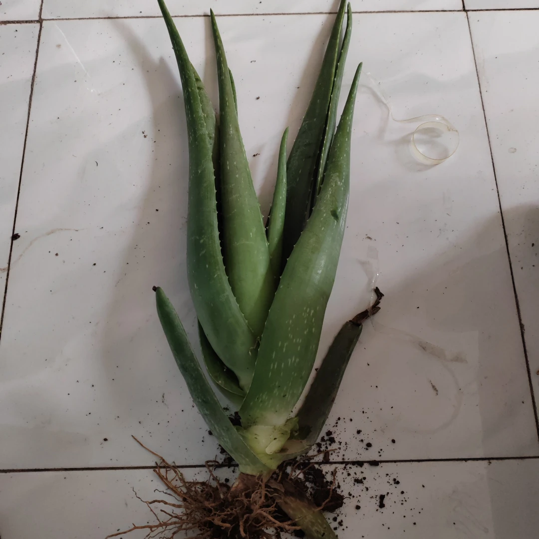 芦荟一棵包邮到家