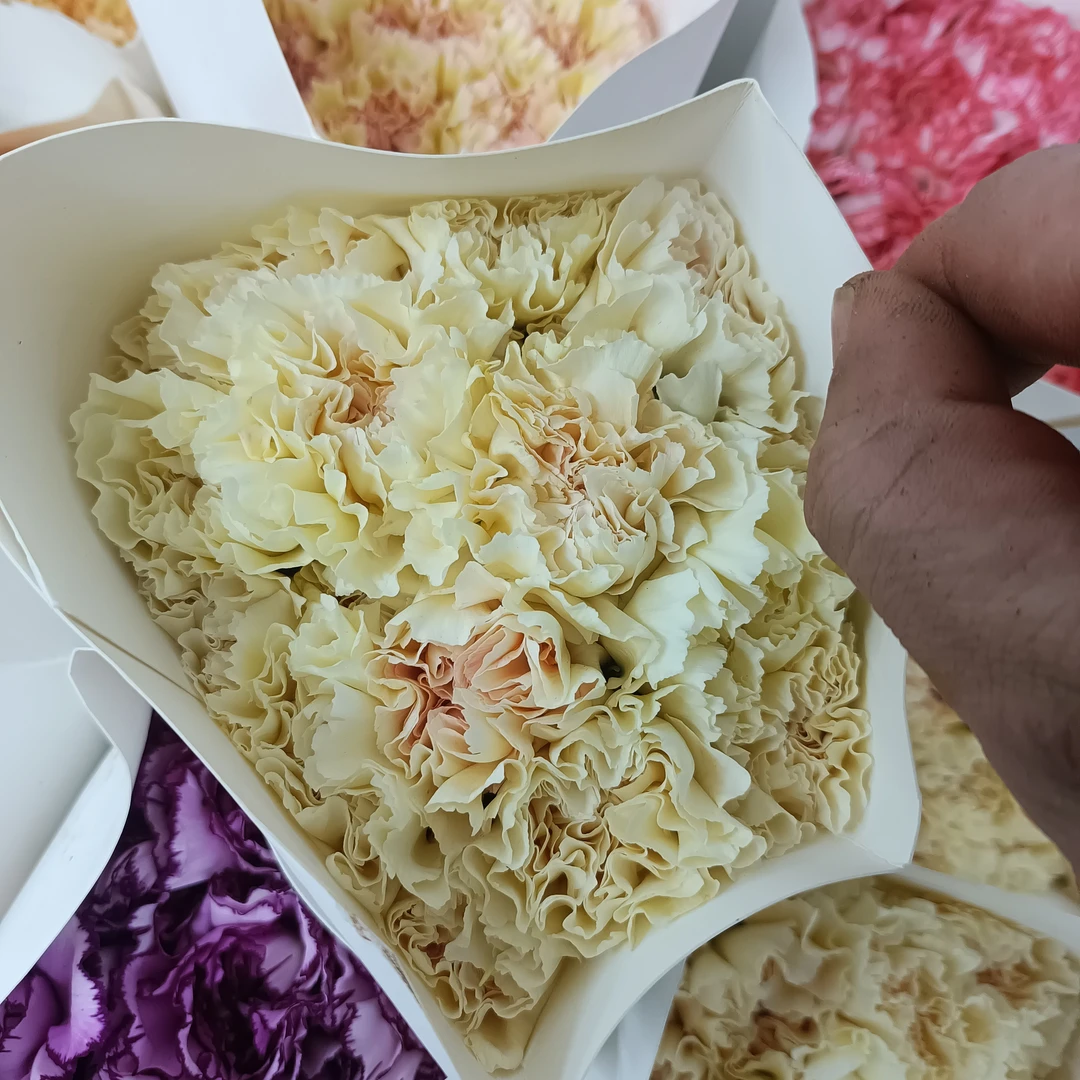 【初吻康乃馨5支】满19京东包邮到家