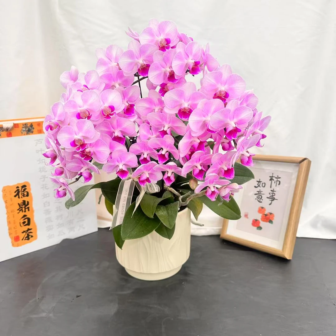 蝴蝶蘭【布鲁日】蜡质花瓣 红心 粉底 好养耐开基地直发