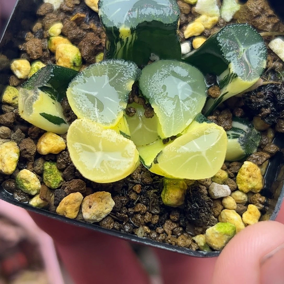 玉龙锦十二卷多肉植物