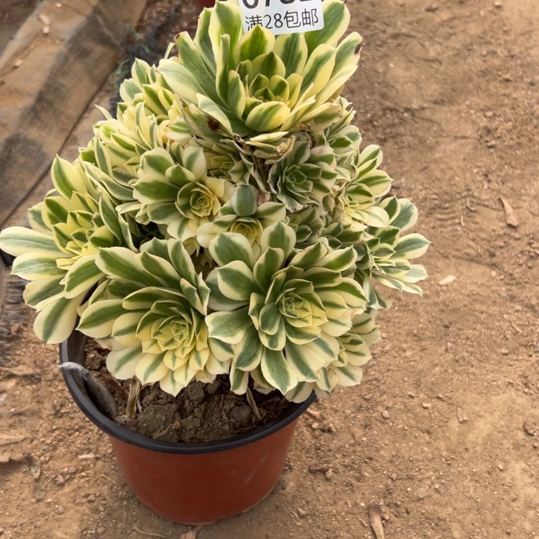 782多肉植物  迈巴赫