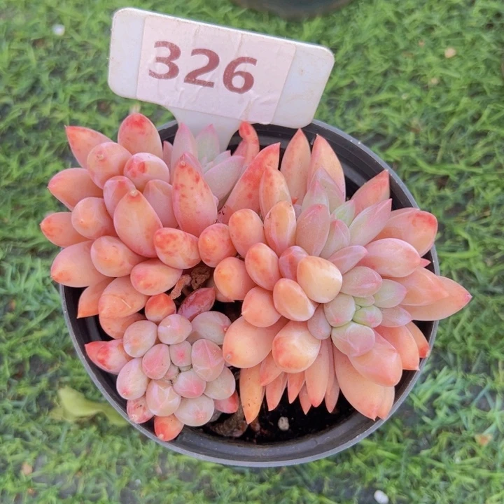 健健康康平平安安