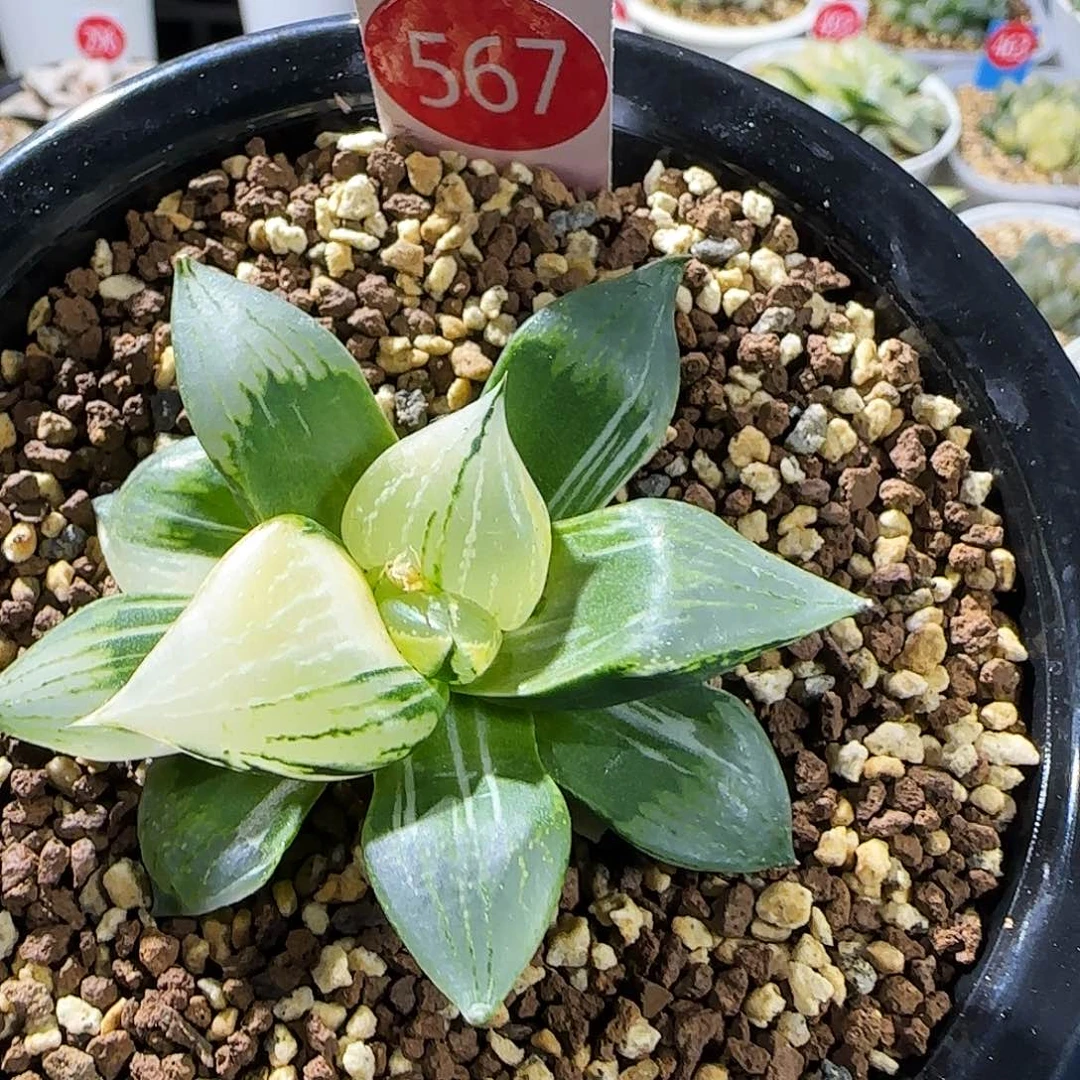 567号裹班若锦极上斑 6.5厘米左右一物一拍带盆发货