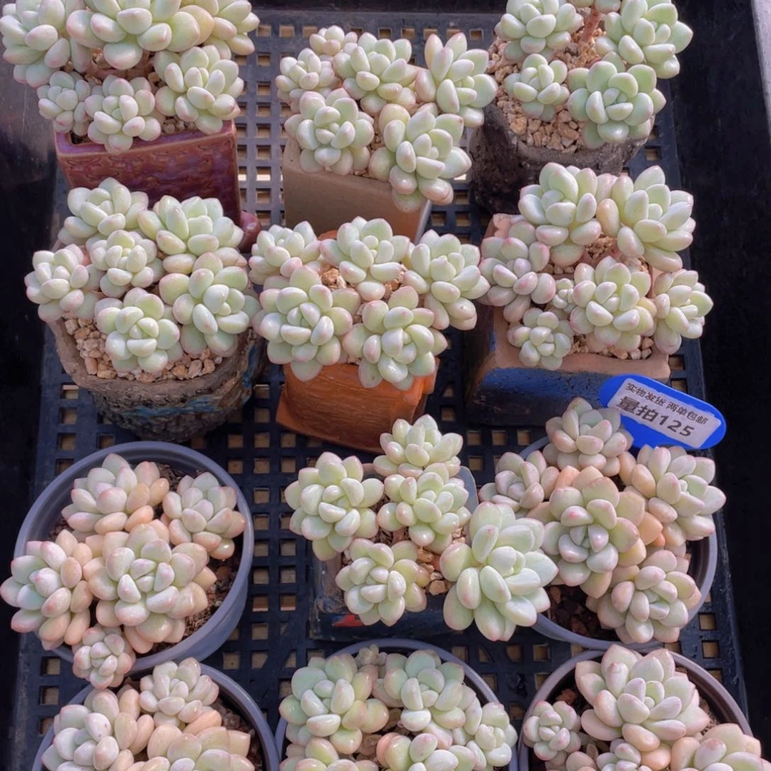 量拍125号 泡泡糖大群生五头起一个