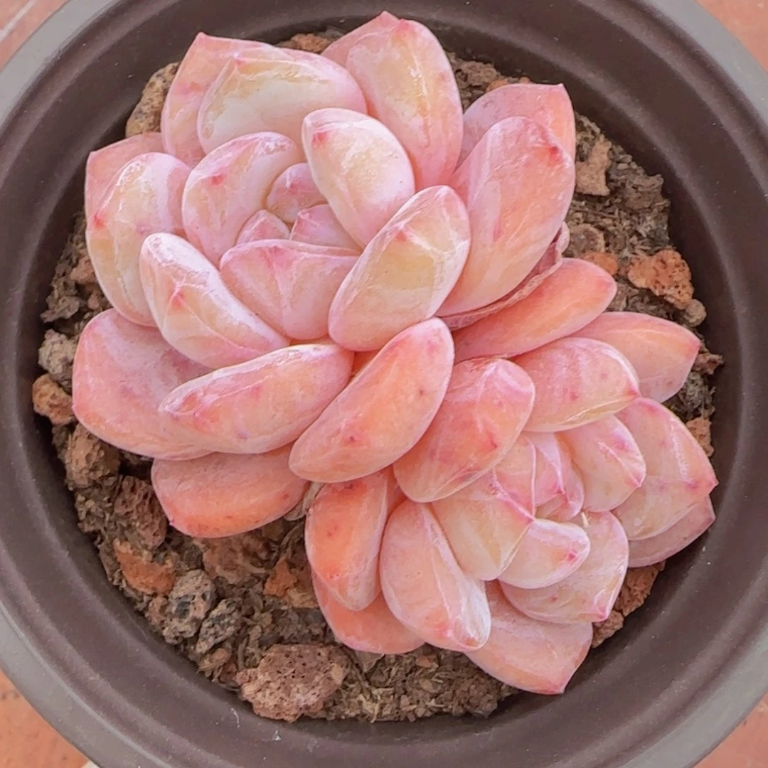 双头橙梦露一颗多肉