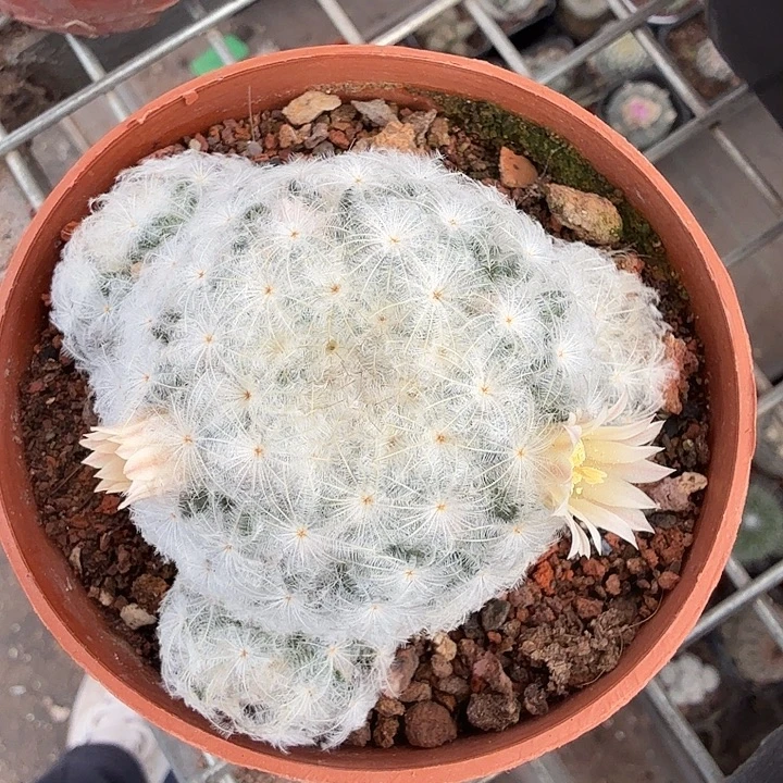 实生粉花白星7仙人球