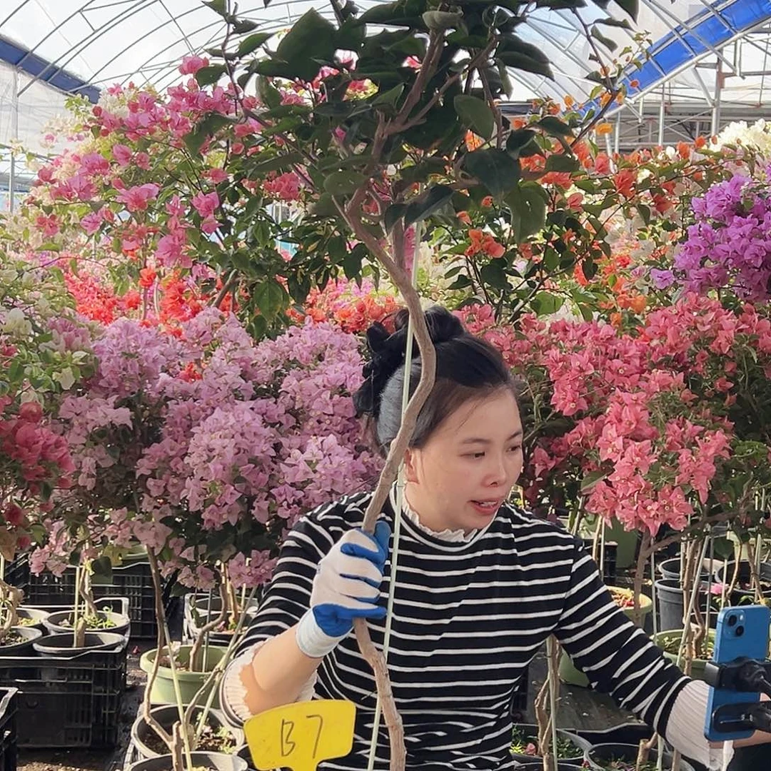 大部分花苞少量开放B7凤凰