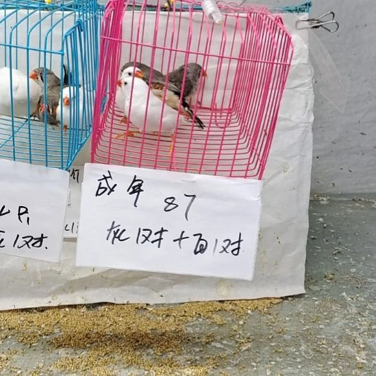 6***哥珍珠鸟成年，灰一对+白一对