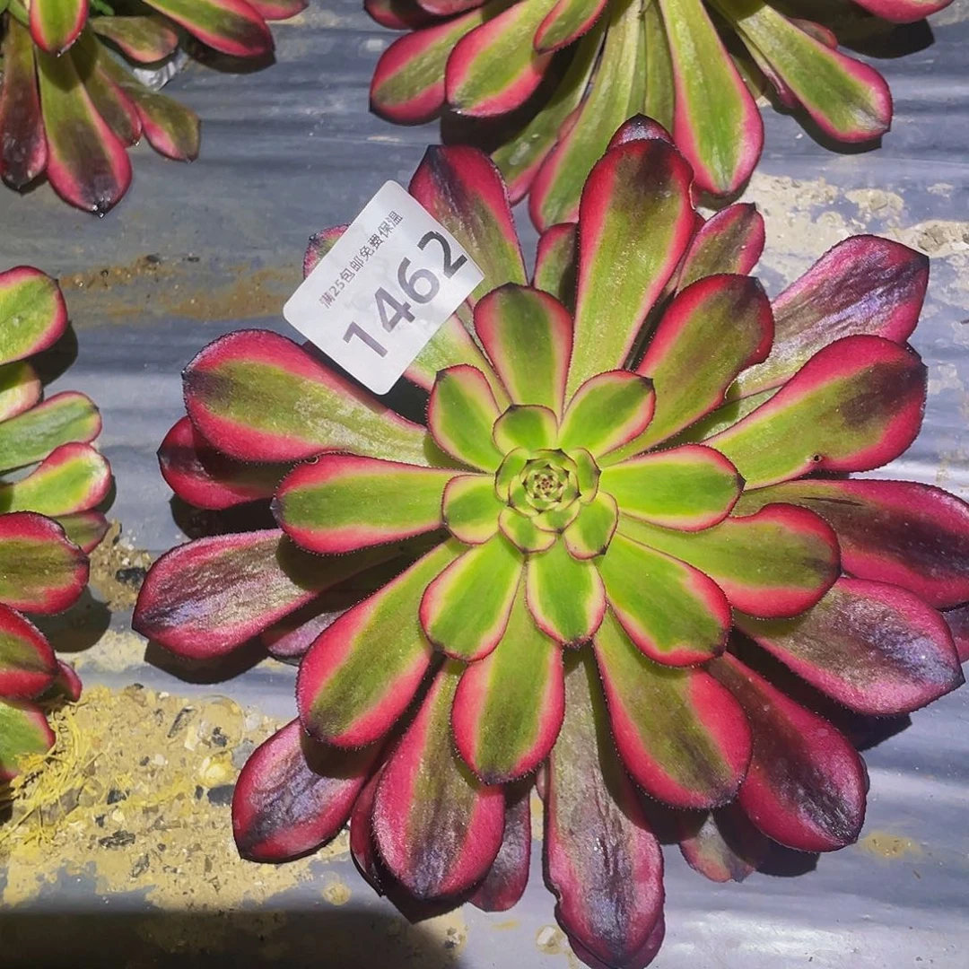 1462女儿红多肉植物