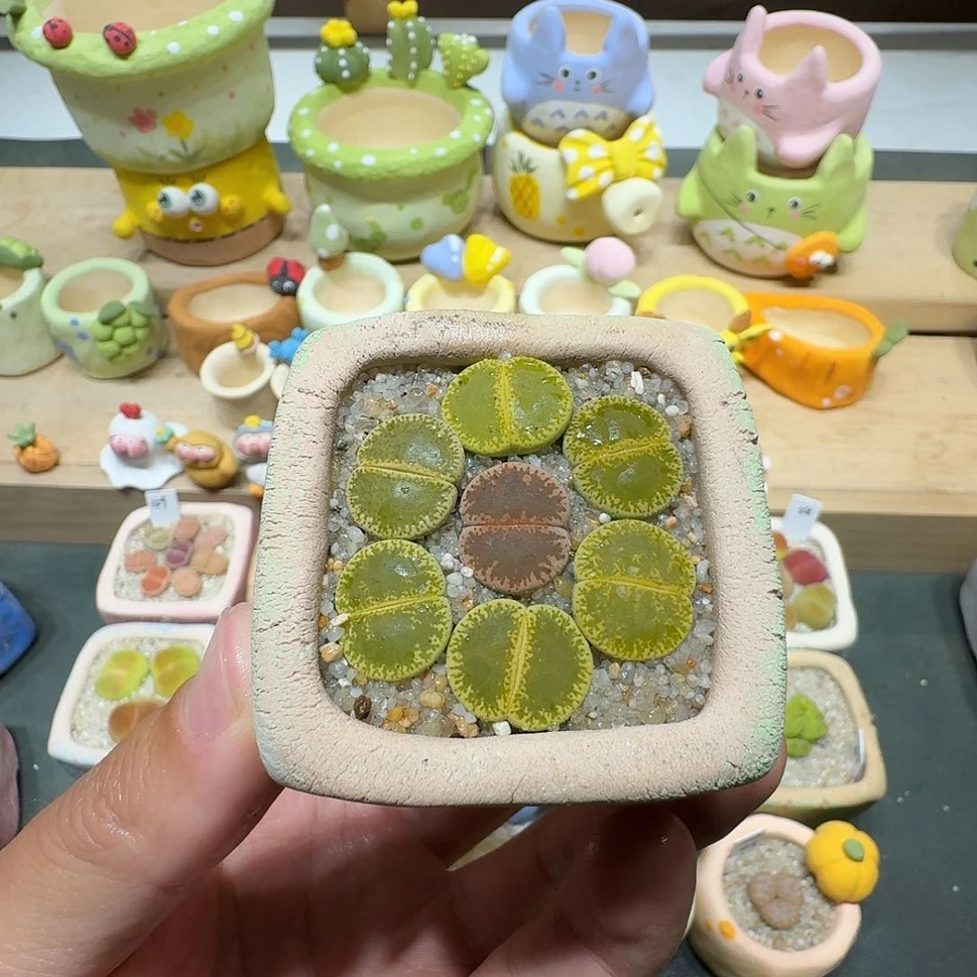 蘑菇101绿宝石花花