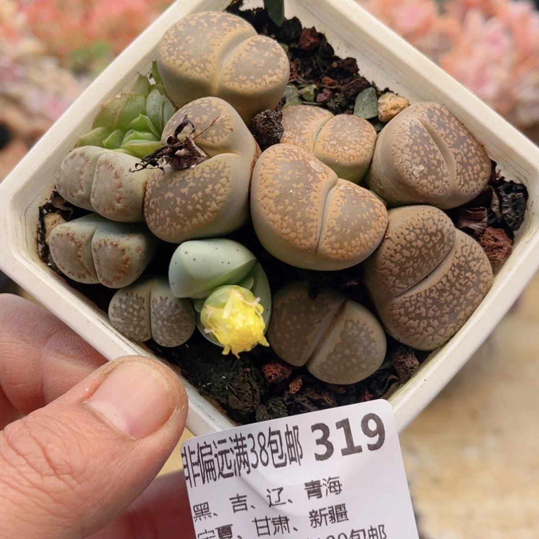 319屁屁德华多肉