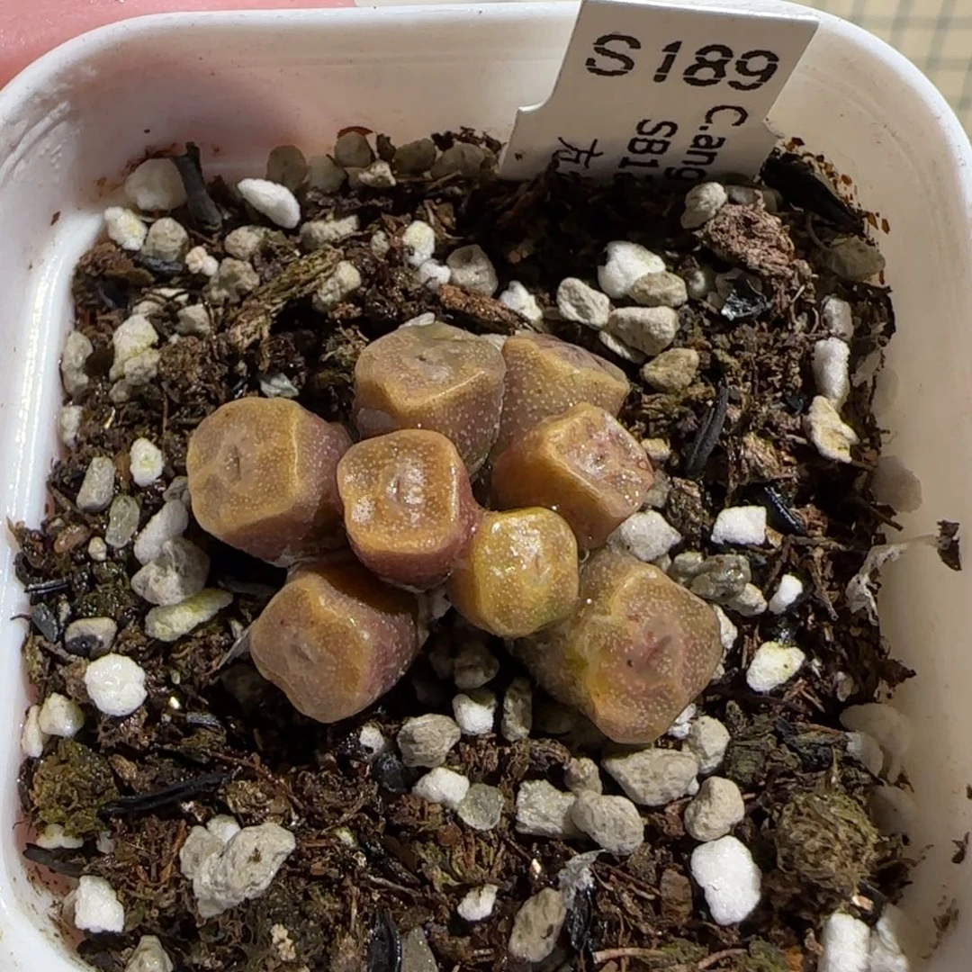 肉锥多肉植物组合-方烧125