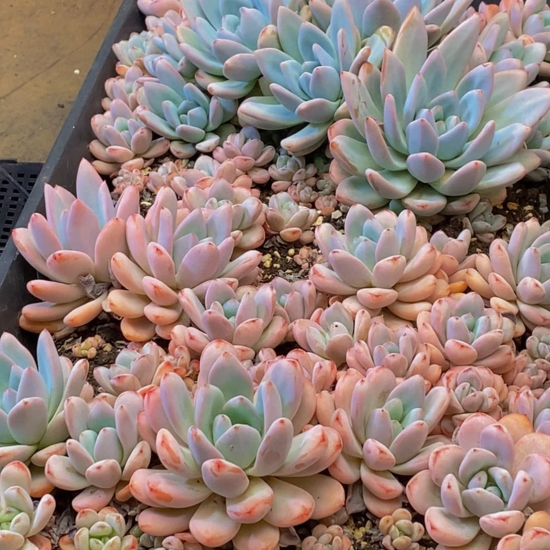 001多肉植物保护研究所所长